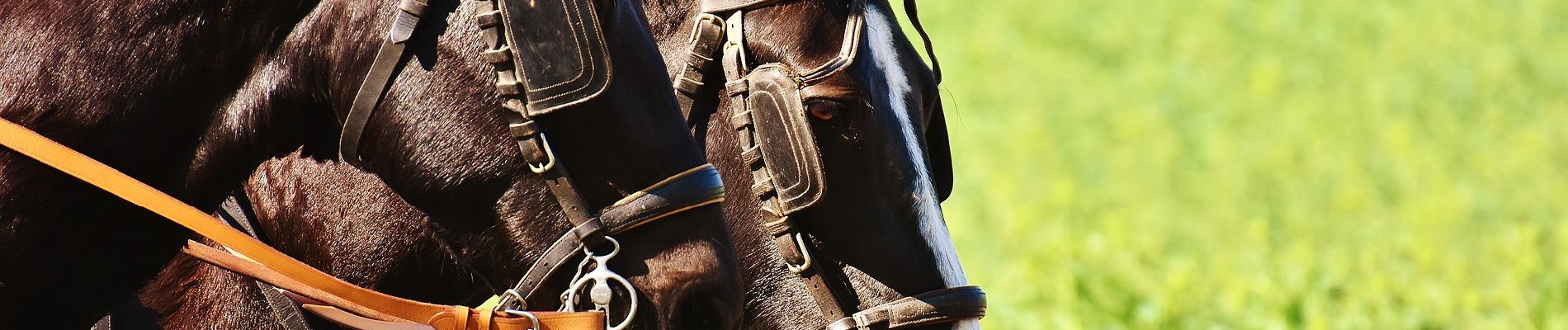 Percorso Equitazione Gesves - GESVES - CIRCUIT C4 - ATTELAGE/CAVALIER - BALISÉ - Photo