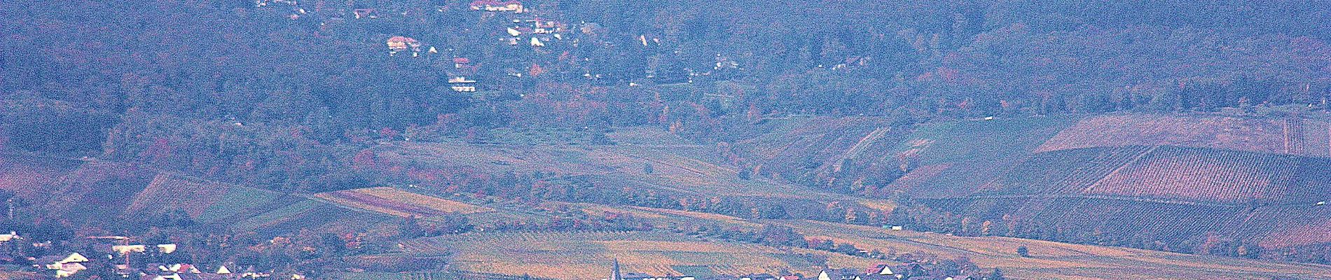 Randonnée A pied Ingelheim am Rhein - Rundweg Westerberg - Photo