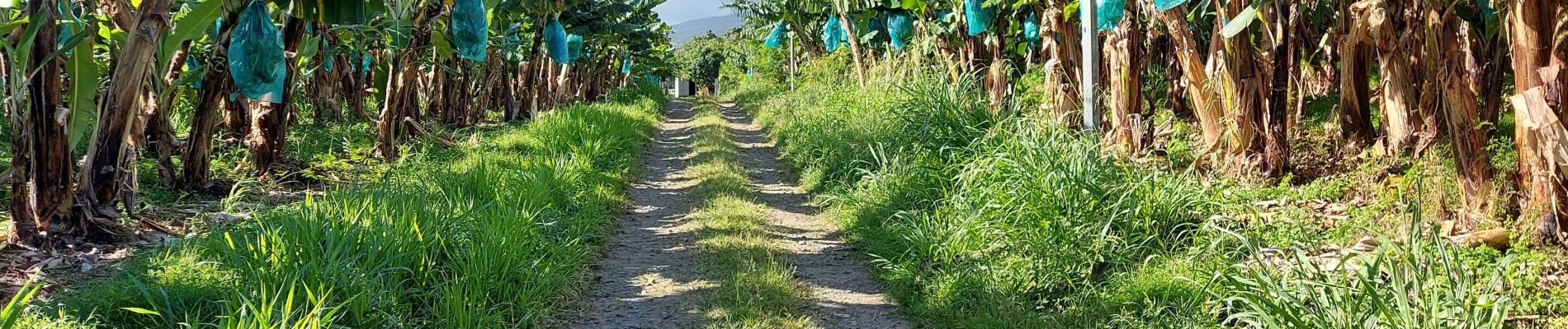 Trail Walking Macouba - Hbt Bijou - Photo