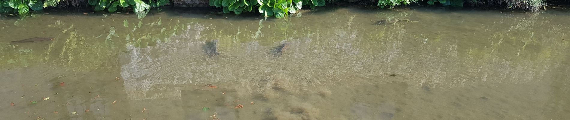 Randonnée Marche Versigny - Versigny, Droizelle, chaussée Brunehaut - Photo