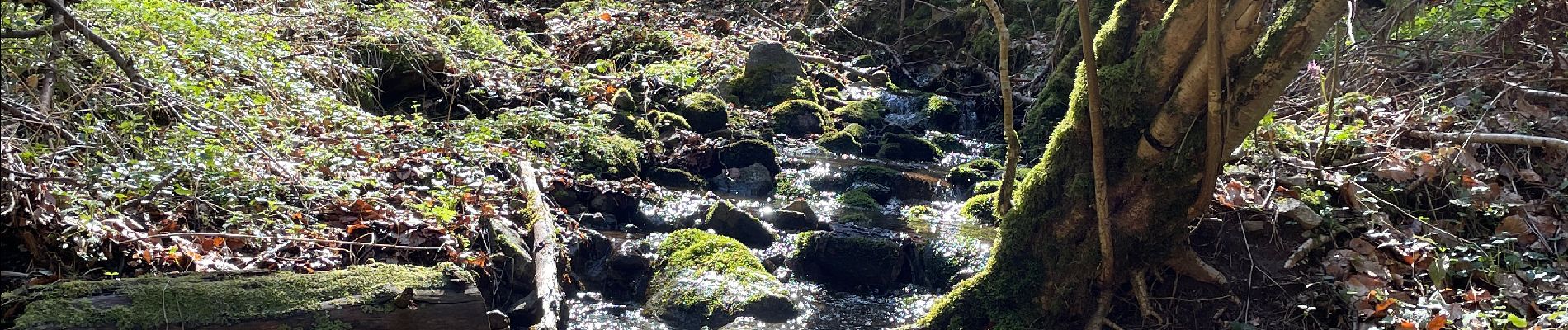 Tour Wandern Chambon-sur-Lac - La boucle de Chambon sur lac - Photo