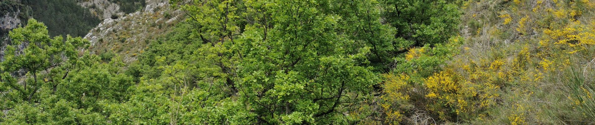 Tour Wandern La Croix-sur-Roudoule - La Croix sur Roudoule - Photo