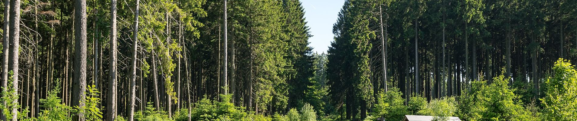 Tour Zu Fuß Willebadessen - Willebadessen Rundweg A7 - Photo