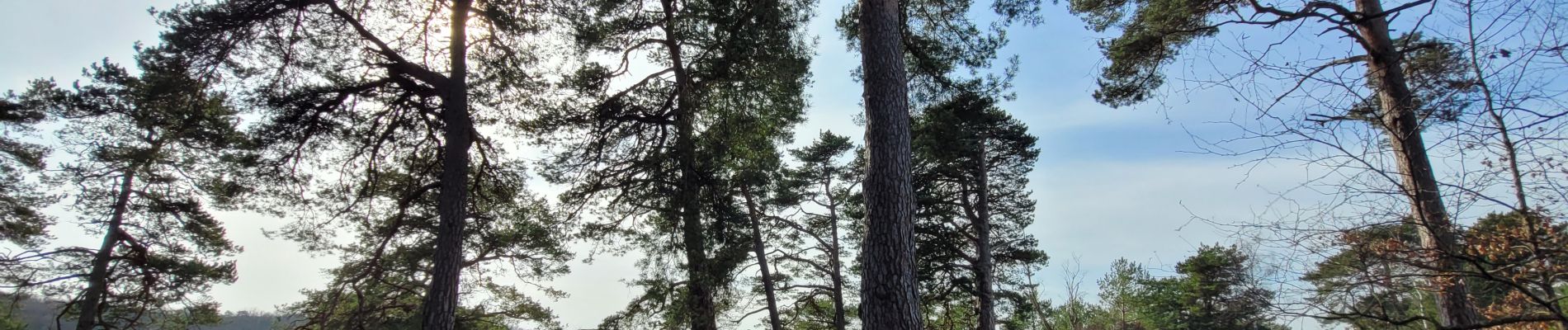 Tour Wandern Saint-Martin-en-Bière - Boucle autour de St Martin en Bière - Photo