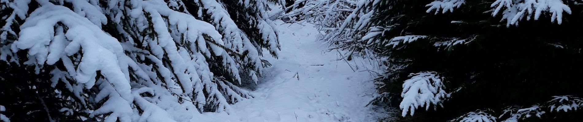 Randonnée Marche Bastogne - bizory  - Photo