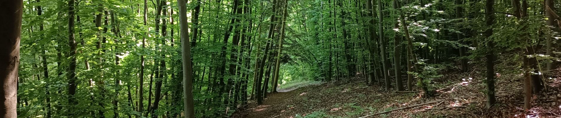 Percorso Marcia Notre-Dame-de-Bondeville - Randonnée en forêt Domaniale de Normandie - Photo