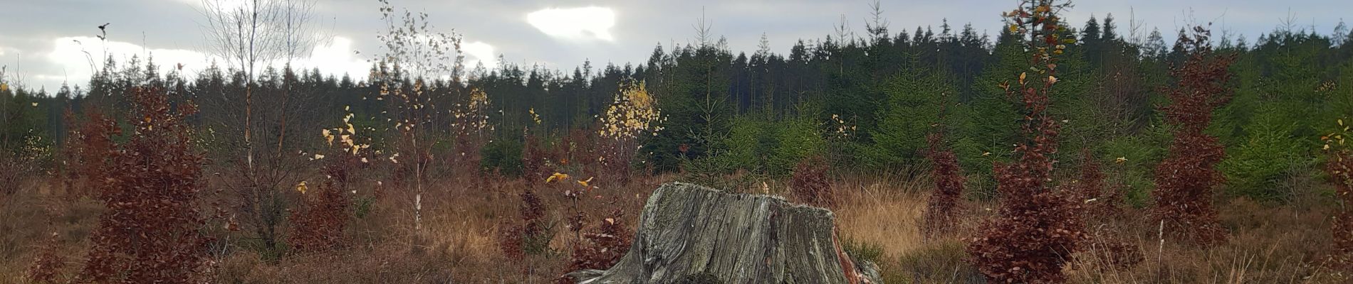 Tocht Stappen Malmedy - cascade du bayon  - rando malmedy 1 - Bambi rouge  - Photo