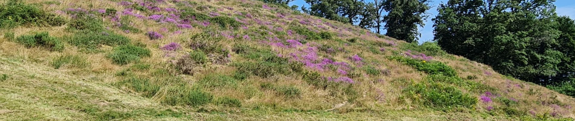 Tocht Stappen Solignac - pont rompu (solignac) - Photo