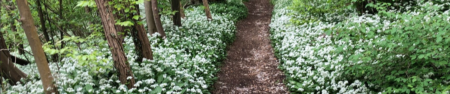 Tocht Stappen Chaudfontaine - Beaufay-Embourg-Tilf 11km - Photo