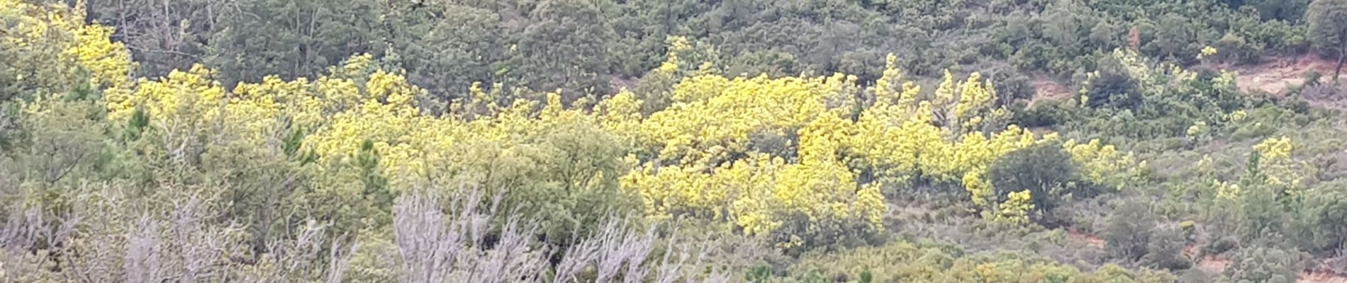 Tour Wandern Fréjus - rando du 19 février 2021 - Photo