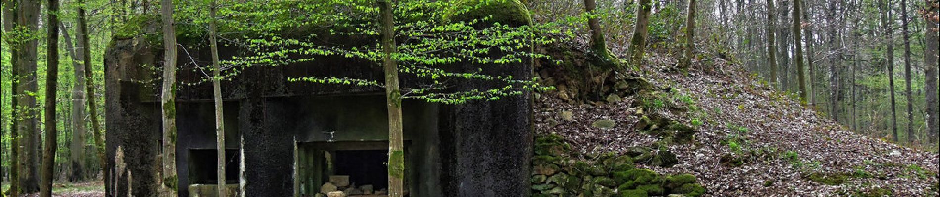 Tocht Mountainbike Momignies - Macquenoise - Bois de Saint Michel - Découverte de Bunkers - Photo