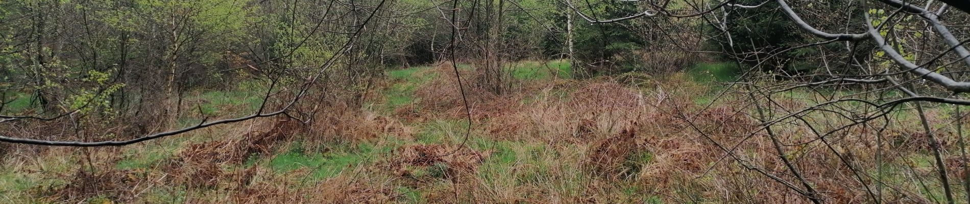 Tocht Stappen Herbeumont - À la source de l'Antrogne - Photo