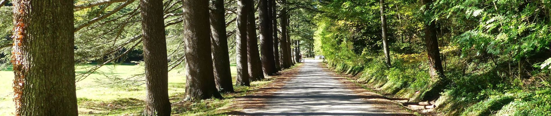 Tour Wandern Saou - La Grande Combe en Forêt de Saoû - Photo