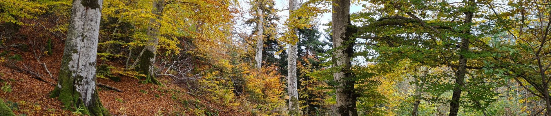 Tour Wandern La Bourboule - Bourboule-puy-st-roch-retour-Bourboule - Photo