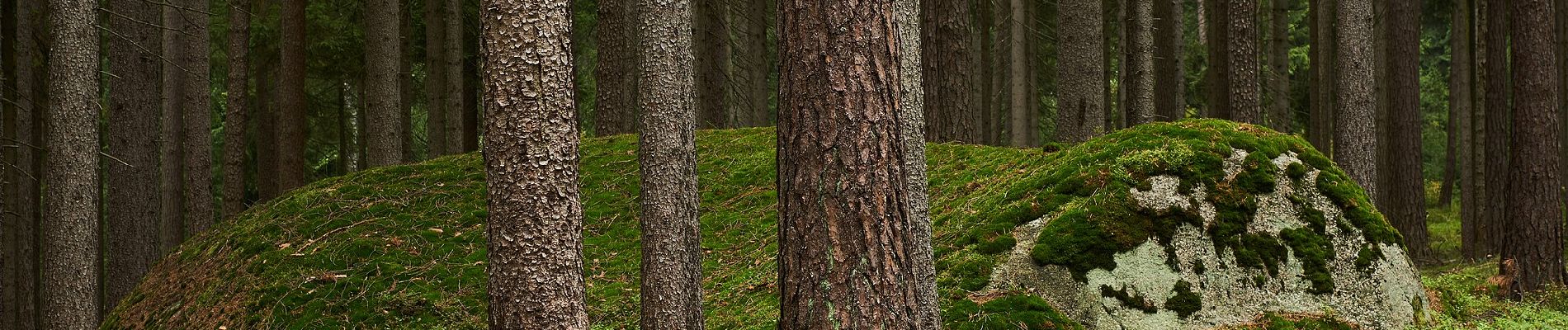 Tour Zu Fuß Bad Alexandersbad - Bad Alexandersbad - Rundwanderweg Nr. 3 - Photo