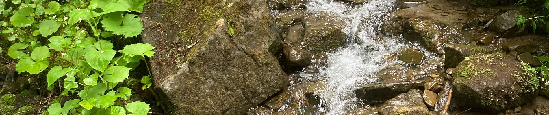 Tocht Stappen Montricher-Albanne - Chemin ´°5 - Photo