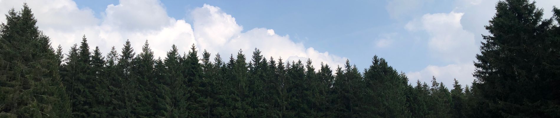 Tour Wandern Malmedy - La cascade du Bayehon  - Photo