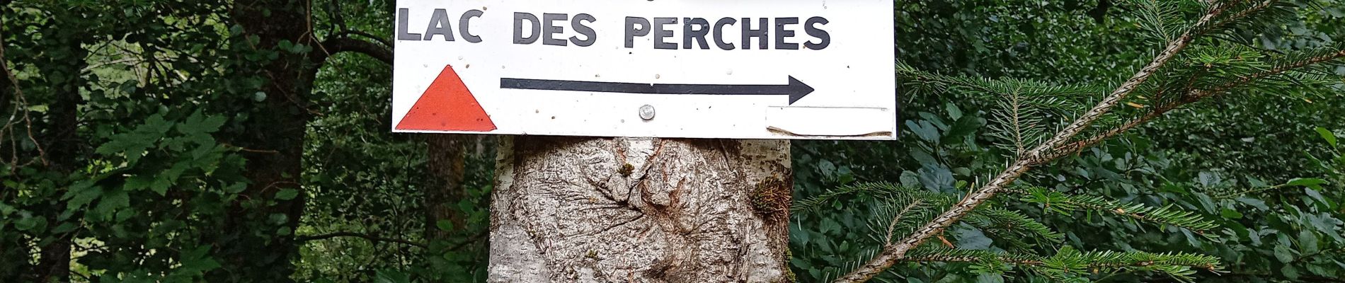 Percorso Marcia Rimbach-près-Masevaux - Rimbach - Col des Perches (13/8/2020) - Photo