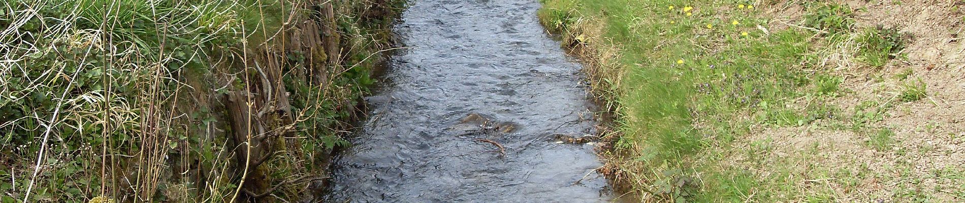 Tocht Te voet Wiesenbach - Rundwanderweg Am Sportplatz 2: Judenwald-Weg - Photo