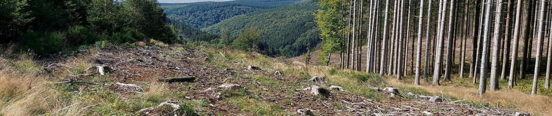 Tocht Stappen La Roche-en-Ardenne - Samree 210921 - Photo