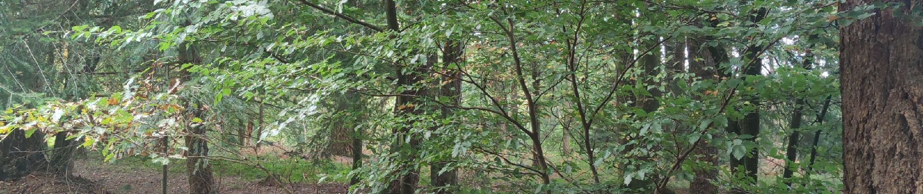 Randonnée Marche La Ferrière-Béchet - Forêt d'Ecouves - Photo