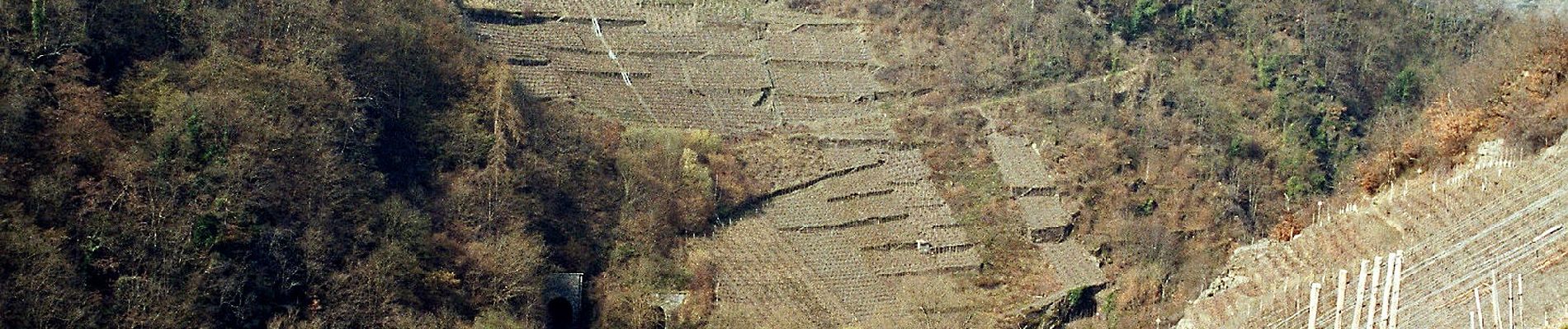 Randonnée A pied Altenahr - Altenahr Rundweg 3 - Photo