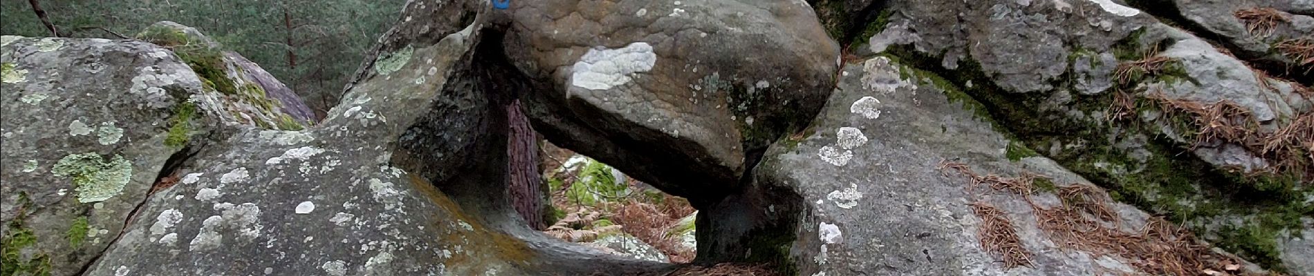 Randonnée Marche Fontainebleau - Rocher du Cuvier Châtillon - Photo