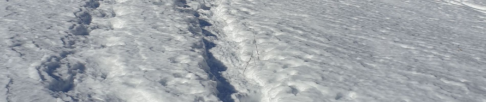 Tour Schneeschuhwandern Montgenèvre - Montgenevre Raquettes - Photo