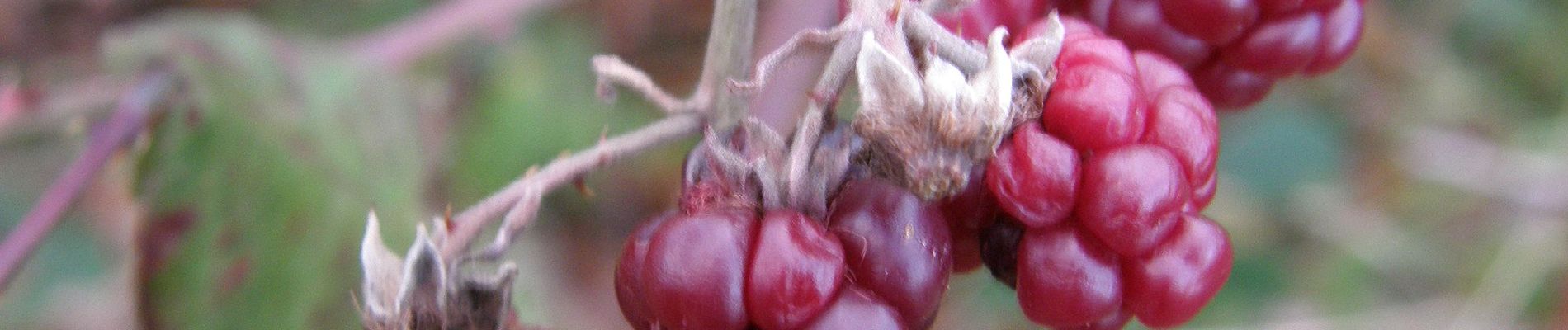 Percorso A piedi Cinquechiese - Z+ Pálos templom – Kis-rét – Kantavár - Rábay-fa – Andor-forrás – Zsolnay-kút - Hősök tere - Photo