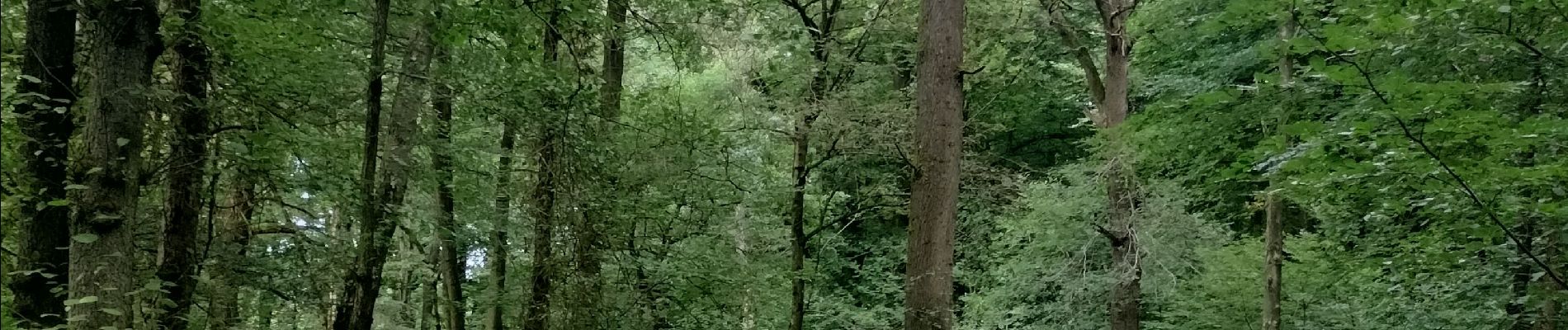 Tocht Stappen Seraing - Bois de la Vecquée - Photo