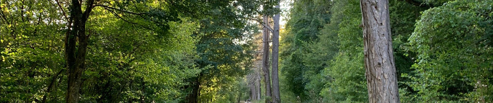 Randonnée Marche Saint-Mihiel - St Mihiel - forêt domaniale de Gaumont - Photo