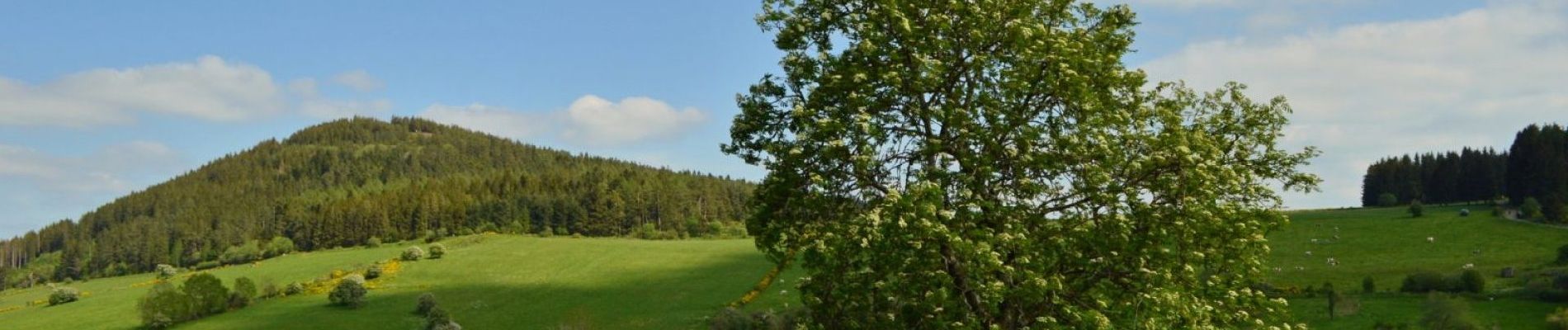 Percorso A piedi Saulzet-le-Froid - Saulzet_Froid_Puy_Montenard - Photo