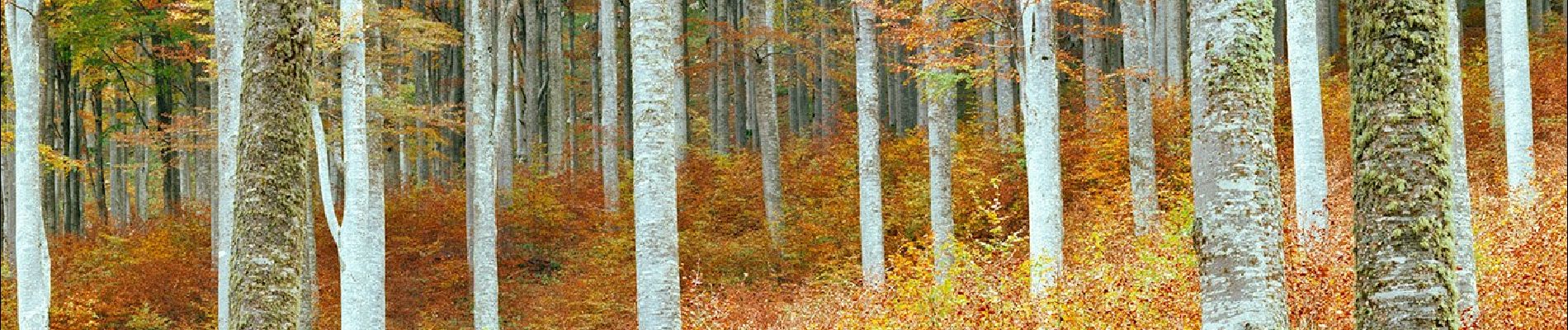 Percorso A piedi Alpago - Sentiero delle Piaie Longhe Milifret - Photo