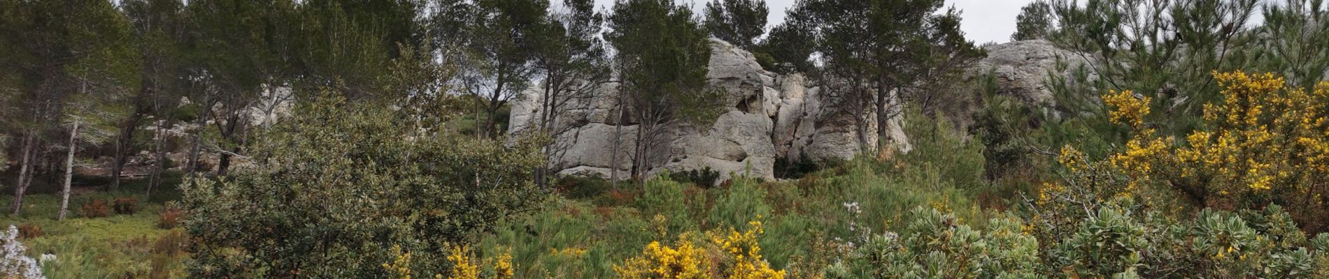 Trail Walking Cassis - Couronne de Charlemagne.  - Photo