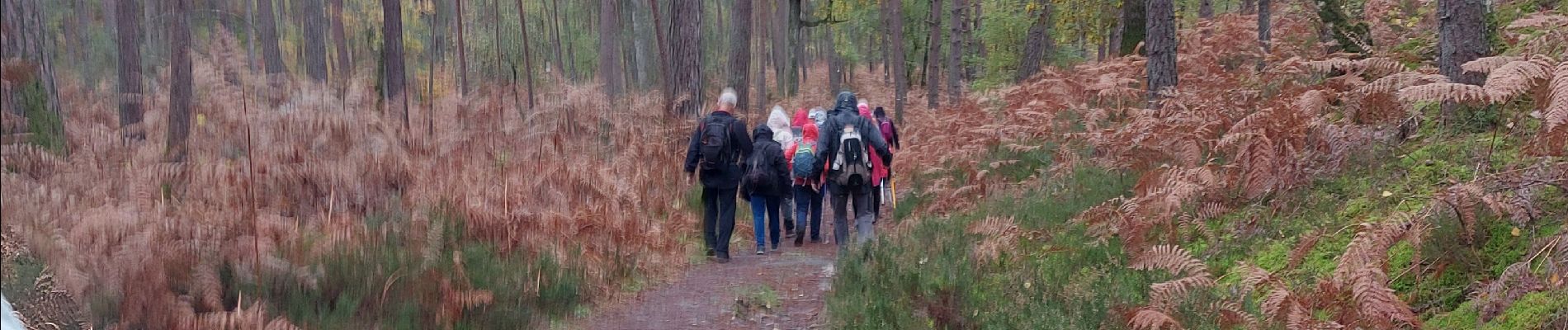Trail Walking Fontainebleau - La Faisanderie  - Photo