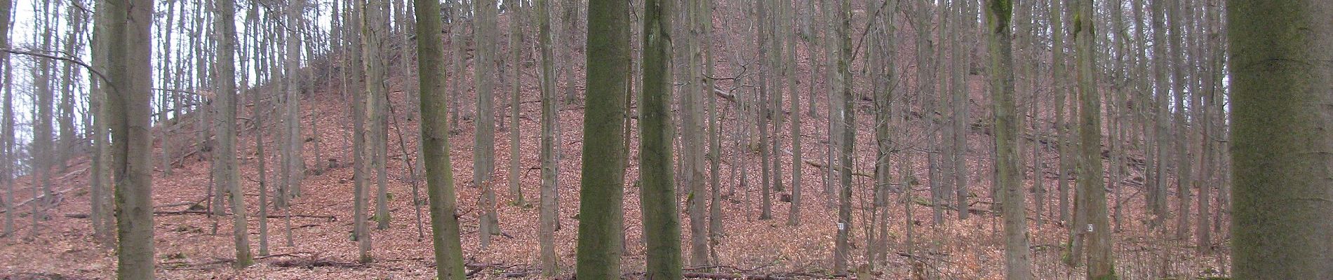 Tocht Te voet Vellmar - Vellmar, V5 - Staufenbergweg - Photo