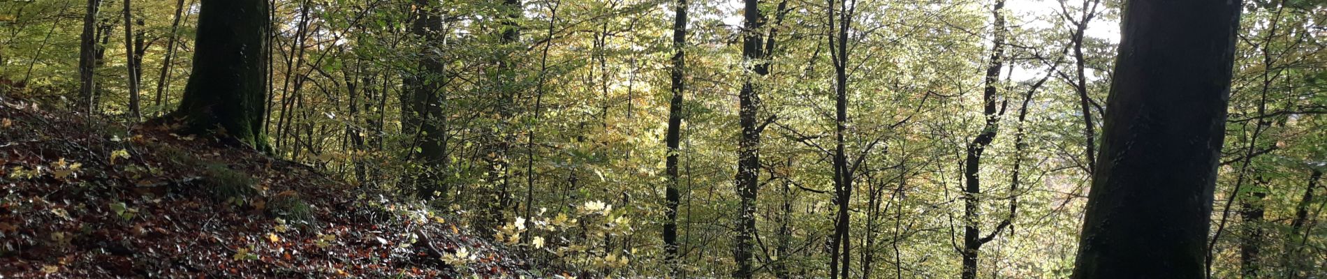 Tocht Mountainbike Habay - Foret d'Anlier au départ de Habay la Neuve VTT AE - Photo