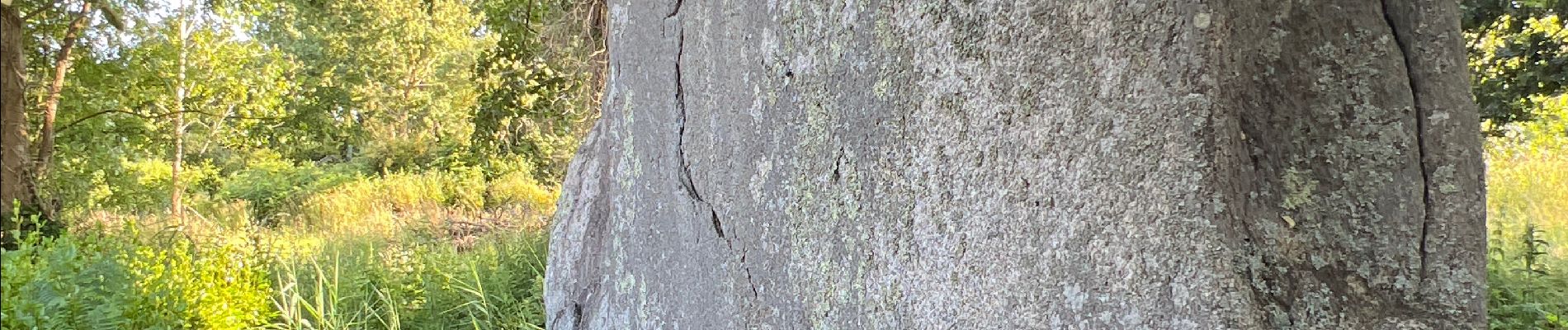 Tour Wandern Penmarc'h - Menhir de la vierge - Photo