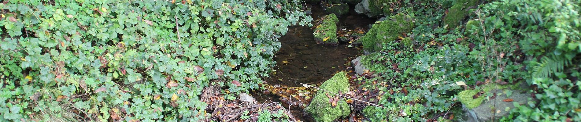 Tocht Te voet Steinfeld - Methusalem Wanderweg Blaue Route - Photo