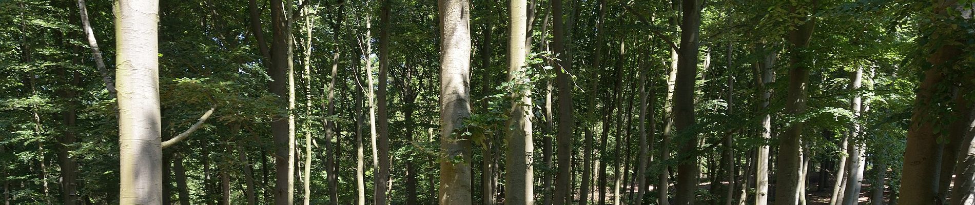 Tocht Te voet Burg (Dithmarschen) - Burg/Ditm. Rundwanderweg Nr. 5 - Photo