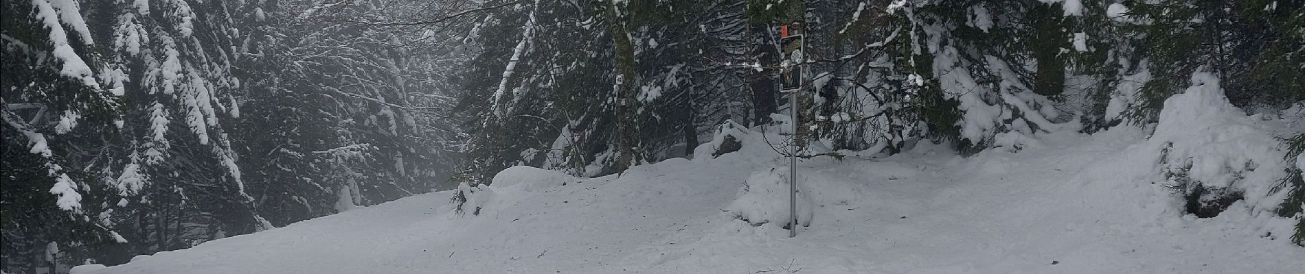 Tour Schneeschuhwandern Gerdsee - Gerardmer raquettes 5 - Photo