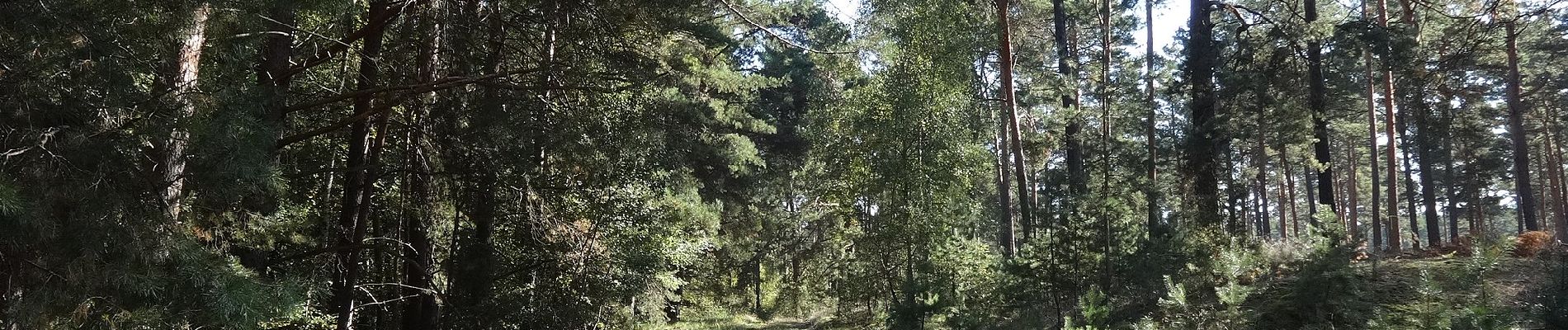 Tocht Te voet Groß Köris - Rundweg Löpten - Photo