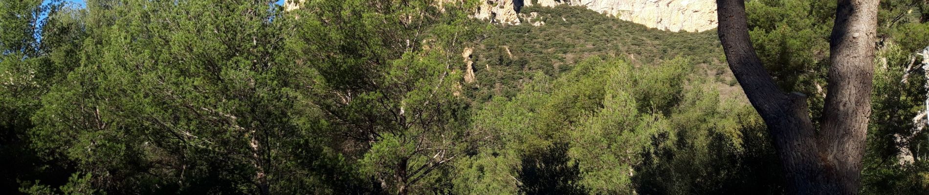 Tocht Stappen Le Revest-les-Eaux - Le Mont Caume-17-03-21 - Photo