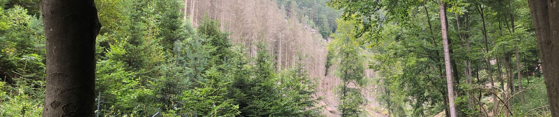 Tocht Stappen Hřensko - Randonnée en Suisse Bohème  - Photo