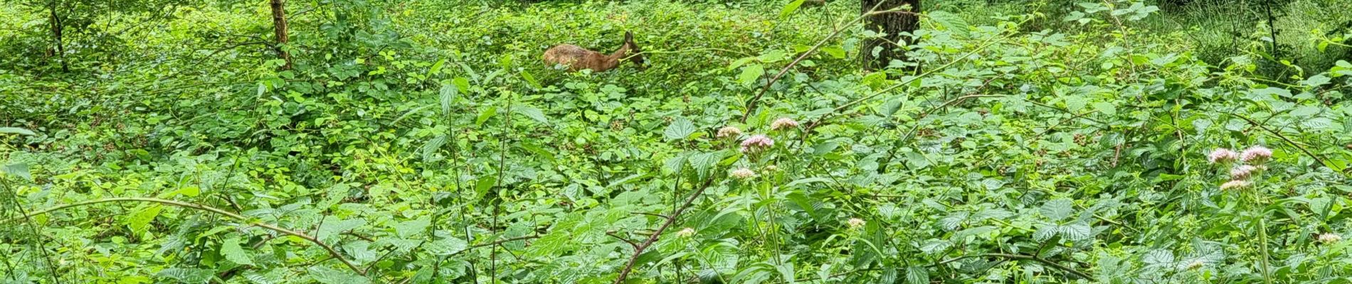 Tour Pfad Watermael-Boitsfort - Watermaal-Bosvoorde - WB trail - Photo