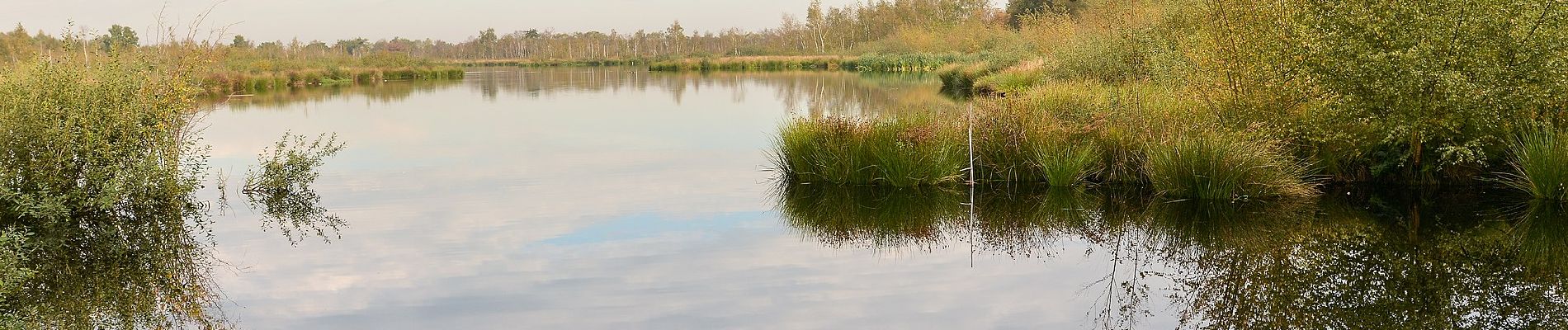 Tocht Te voet Nederweert - Paardenbegrazing - Photo