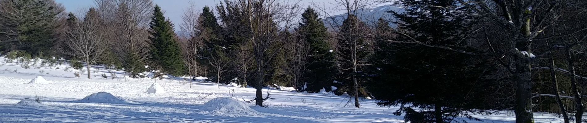 Tocht Sneeuwschoenen Sewen - Sortie raquettes Burnhaupt le Bas  - Photo