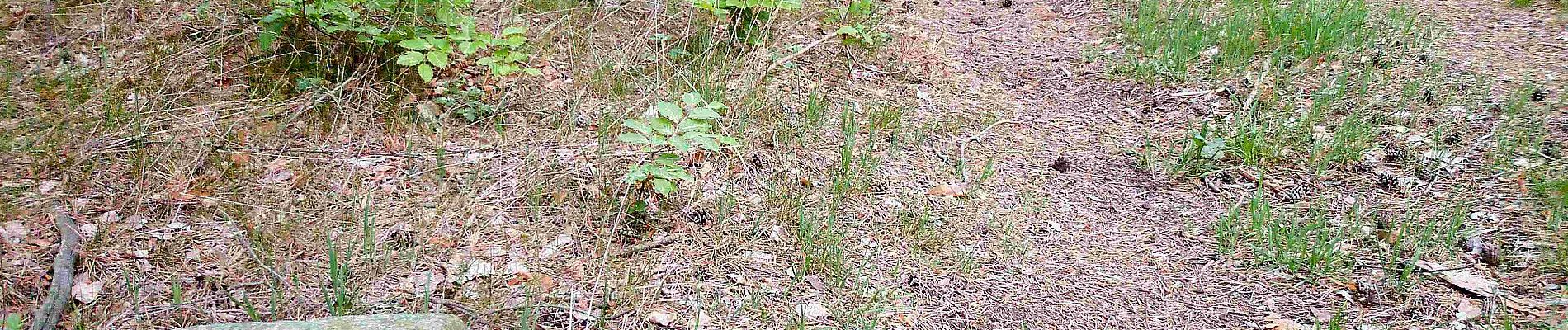 Randonnée A pied Belgern-Schildau - Schildau - Sitzenroda - Ochsensaal - Schildau - Photo