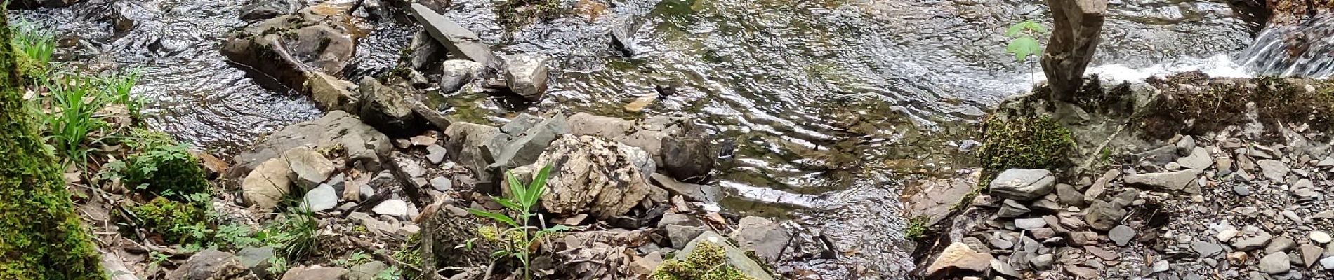 Excursión Senderismo Tournavaux - Blossette la gyre et la lyre - Photo