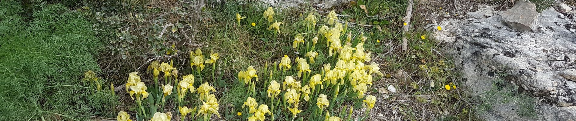 Tour Wandern Collias - Collias nd de Laval grottes et la torte - Photo